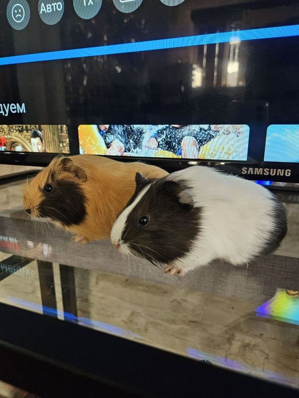 2 морские свинки