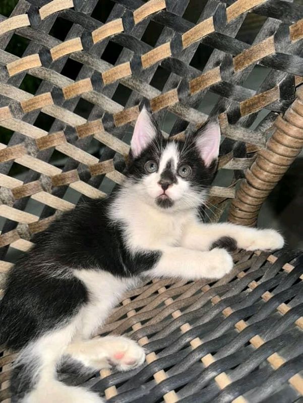 котенок в добрые руки
