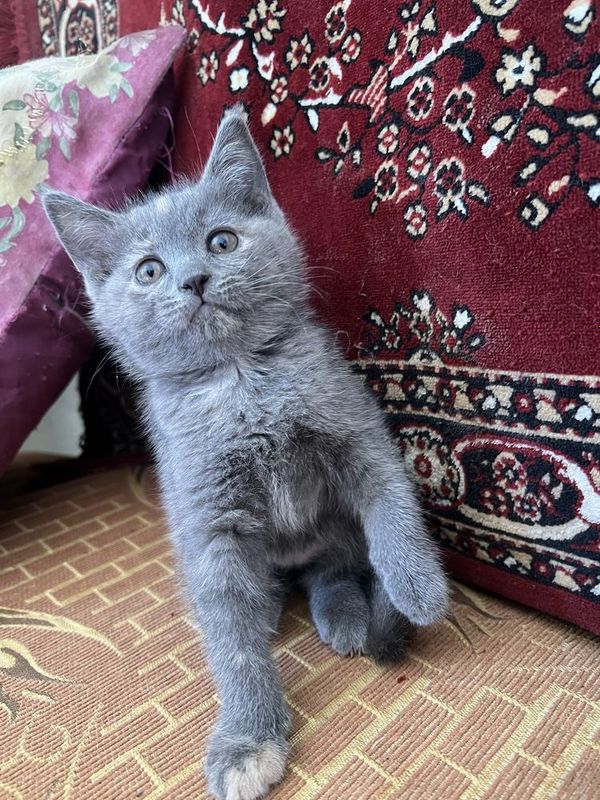 Мушукча сотилади