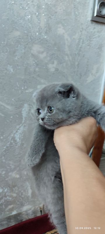 Продается котенок скоттиш фолдфолд Продается котенок скоттиш фолдфолд
