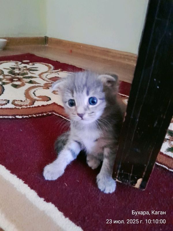мушукча котёнок сотилади мушукча котёнок сотилади