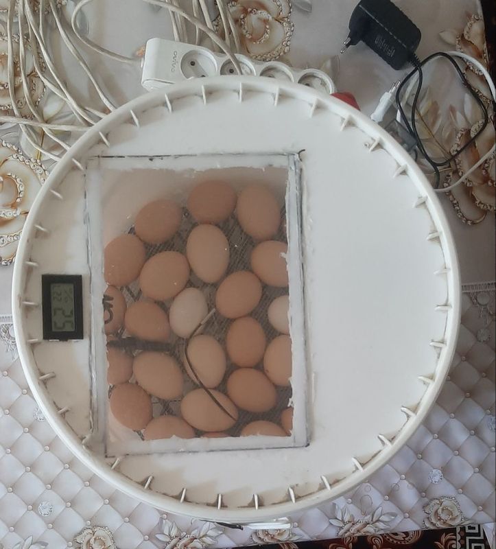 Inkubator 30talik tovuq va 60talik bedana tuxumlari uchun Inkubator 30talik tovuq va 60talik bedana tuxumlari uchun