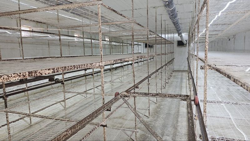 Грибница на разбор Грибница на разбор
