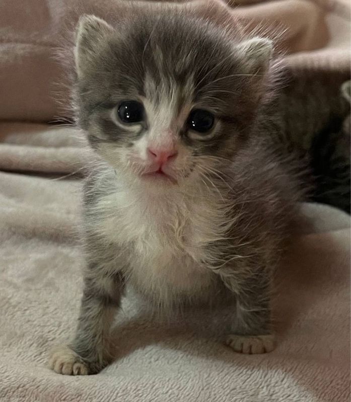 Котята , 1 месяц
