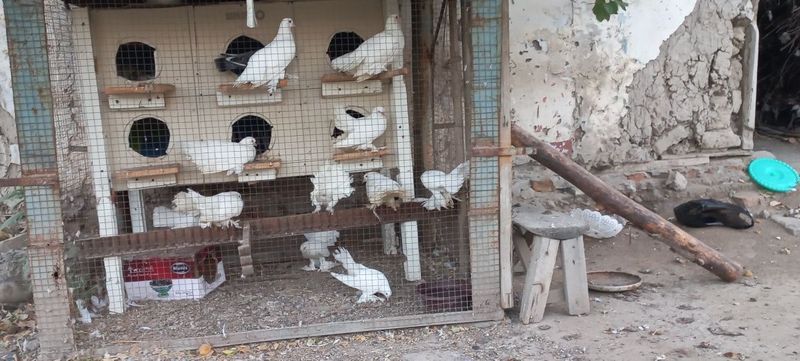 Голуби павлини домашние декоративние.. Голуби павлини домашние декоративние..