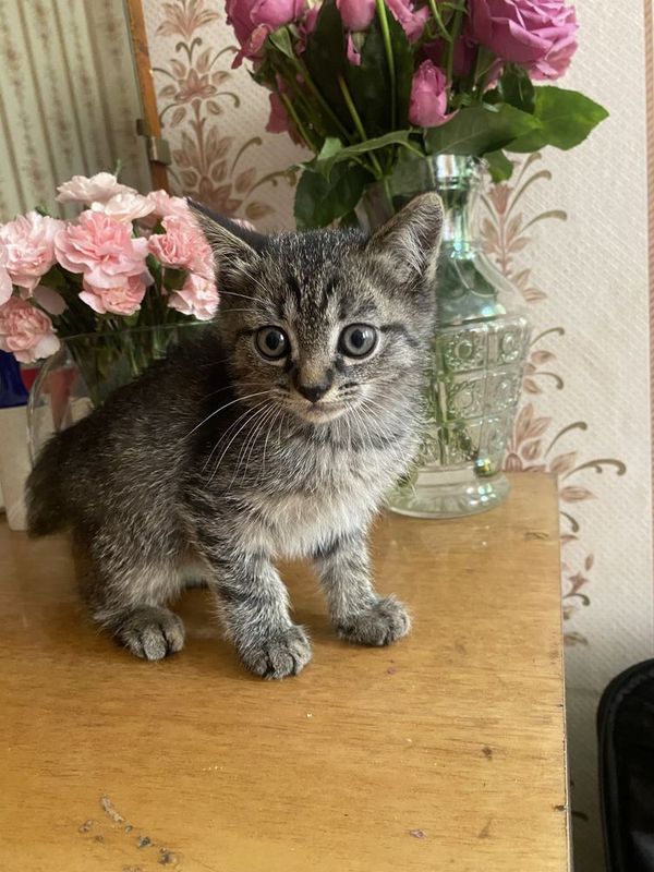 Котёнок в добрые руки Котёнок в добрые руки