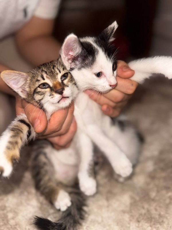 Продаются котята