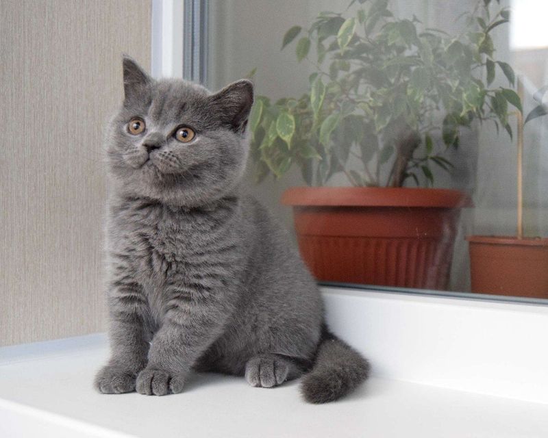 Продается котенок скотиш страйт голубого окраса Продается котенок скотиш страйт голубого окраса