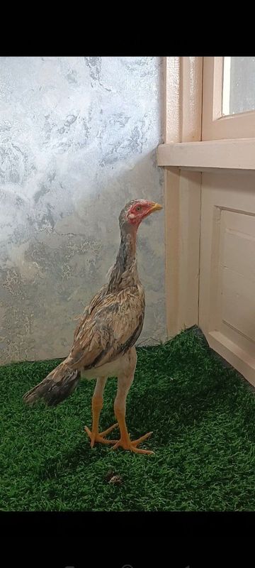 Dakan joja makyon sotuvda Dakan joja makyon sotuvda