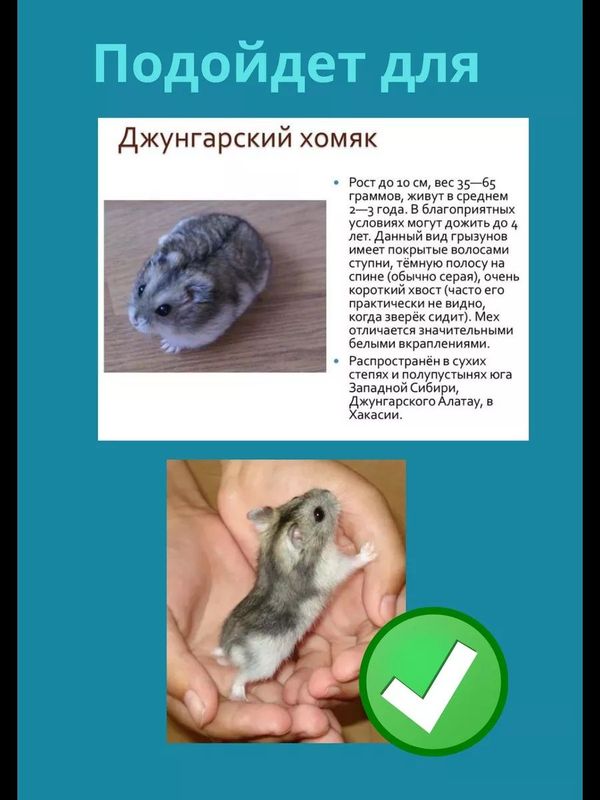 Продам готовую пару джунгарских хомяков Продам готовую пару джунгарских хомяков