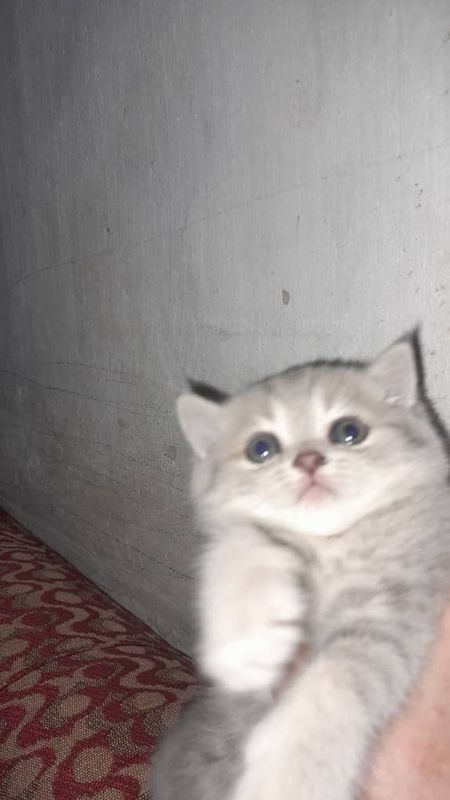 Вислоухие котёнки Вислоухие котёнки