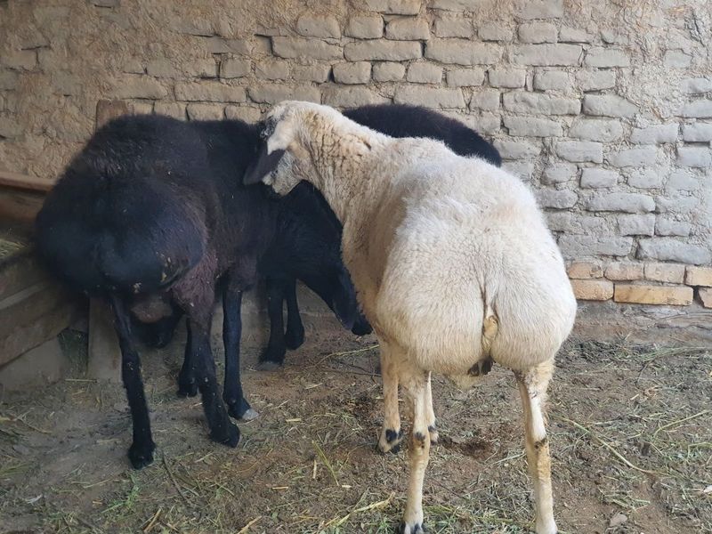 Qóchqorlar 1 yoshar . Кучкор