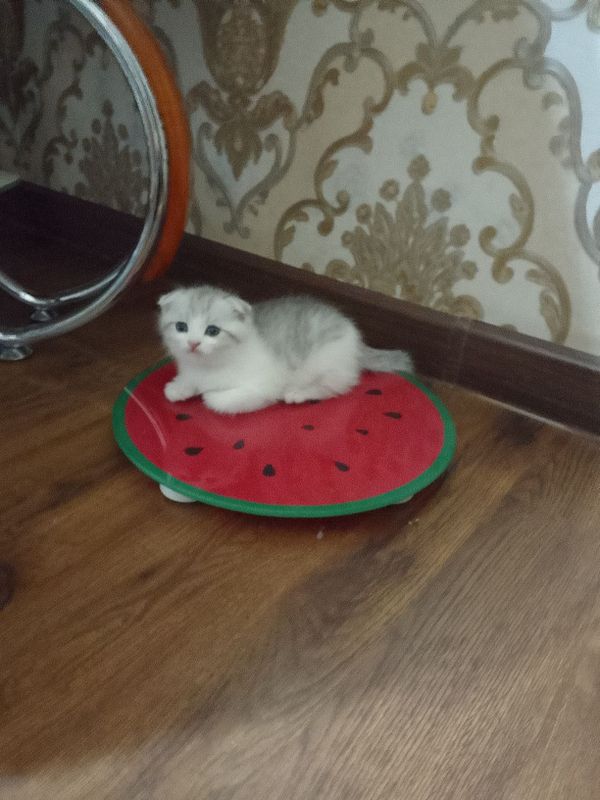 Продаются котята скоттиш фолд и скоттиш страйт Продаются котята скоттиш фолд и скоттиш страйт