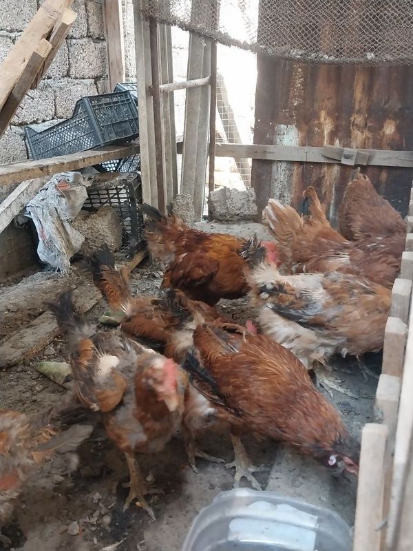 Jaydari Tovuqlar sotiladi Jaydari Tovuqlar sotiladi