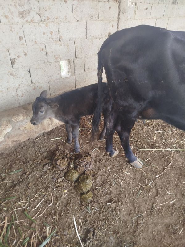 Sigir sotiladi 3 qorin Sigir sotiladi 3 qorin