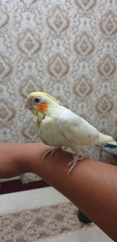 Ручной попугай кулда Ручной попугай кулда