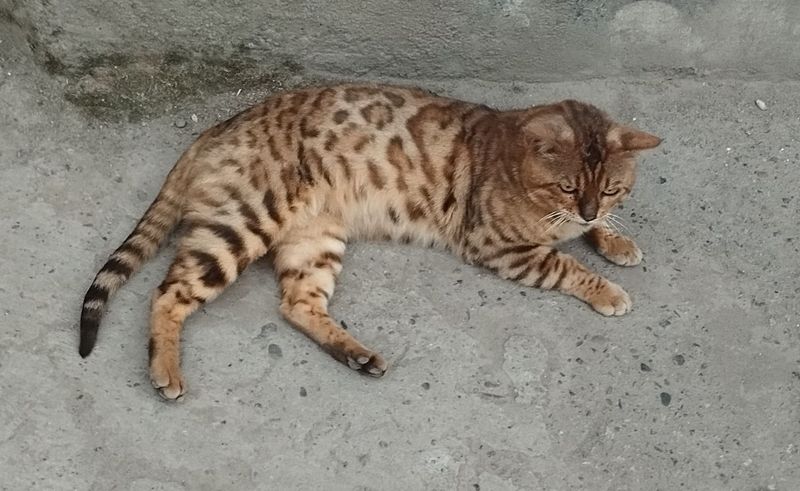 Qoshishga sotilmaydi bengal бенгал "Kot na vyazka" Qoshishga sotilmaydi bengal бенгал "Kot na vyazka"