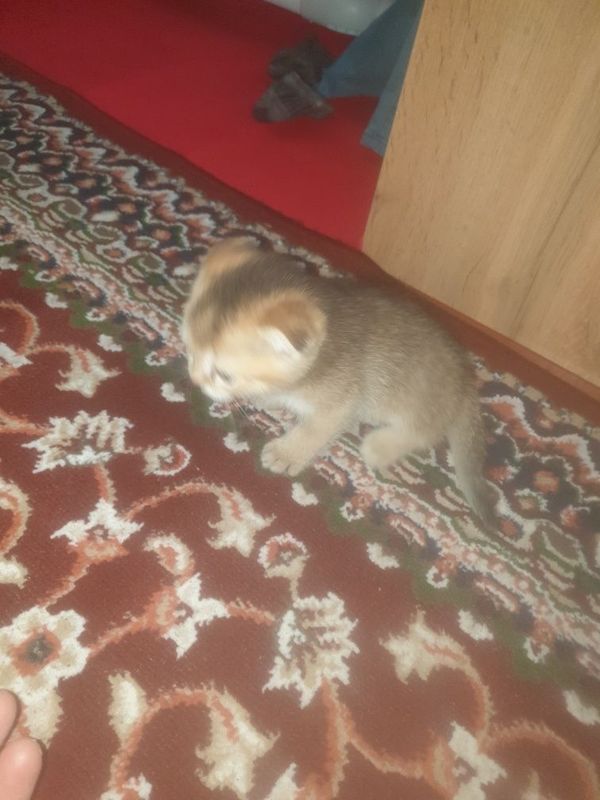 Kowki zotli muwuv bolasi Kowki zotli muwuv bolasi