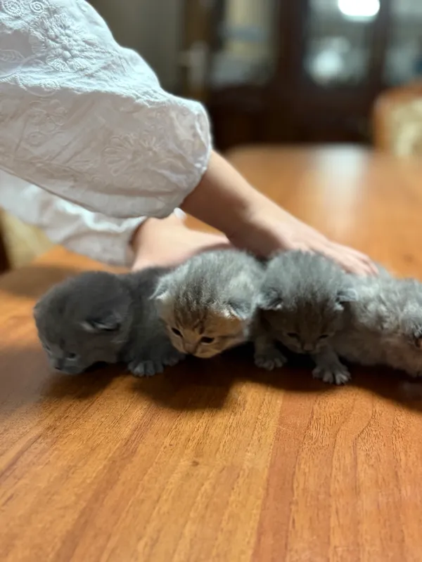 Мушук болалари тоза зотли скотош фолд и страйд Мушук болалари тоза зотли скотош фолд и страйд