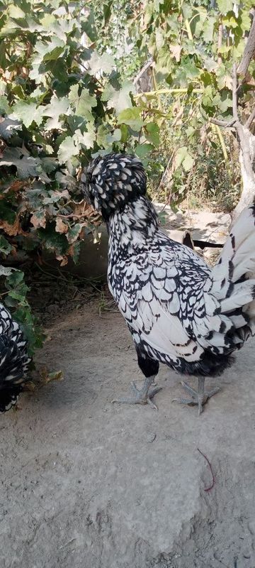 Dekarativni paduvan jujalar sotiladi
