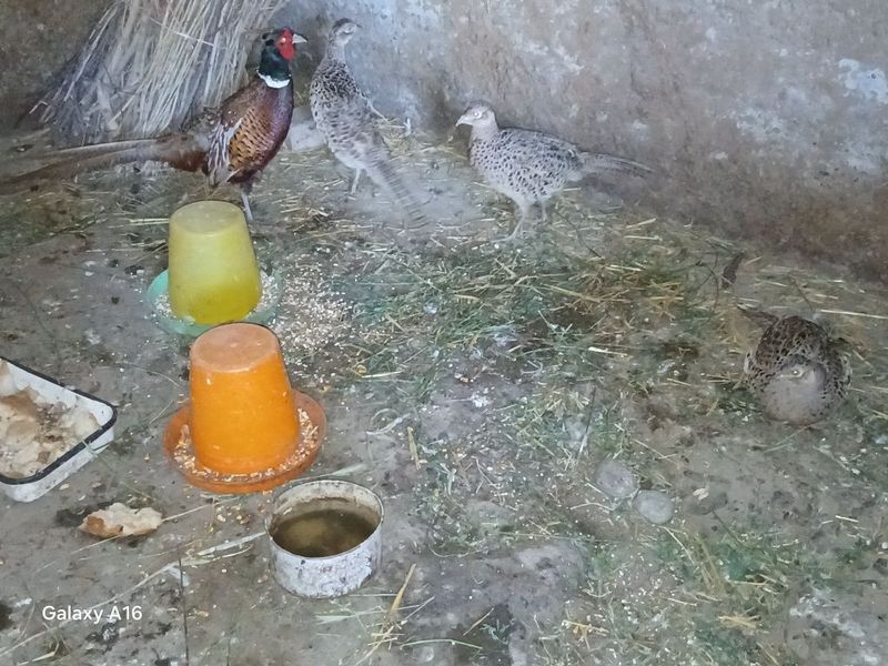 Kavkaz fazanlar damashni tuxum qilyapti 3 makion 1 xoʻroz Kavkaz fazanlar damashni tuxum qilyapti 3 makion 1 xoʻroz