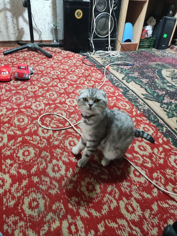Продам кота вислоухие