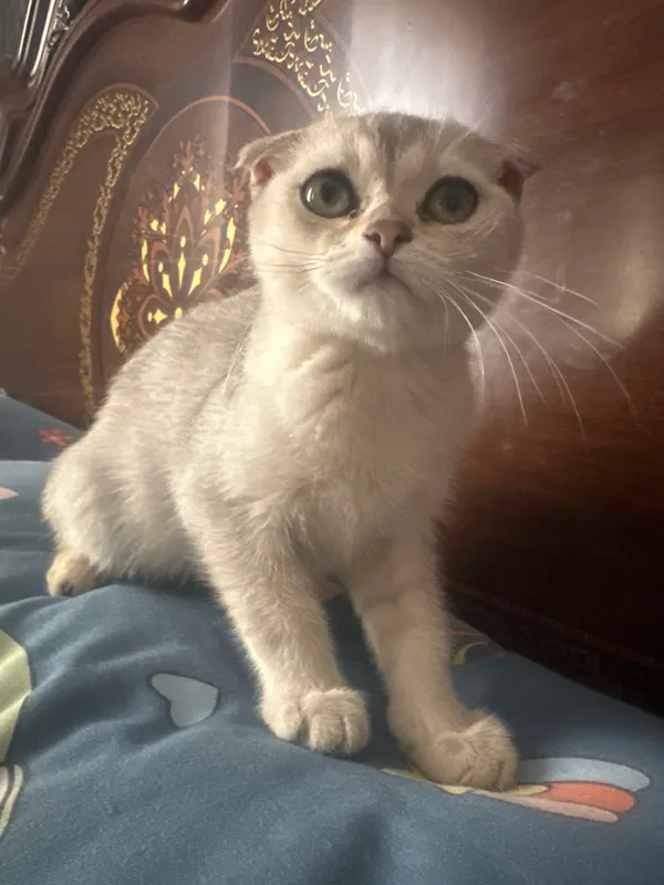 Boshqa odamlarning xotinlari porno Natsistni sikish onlayn