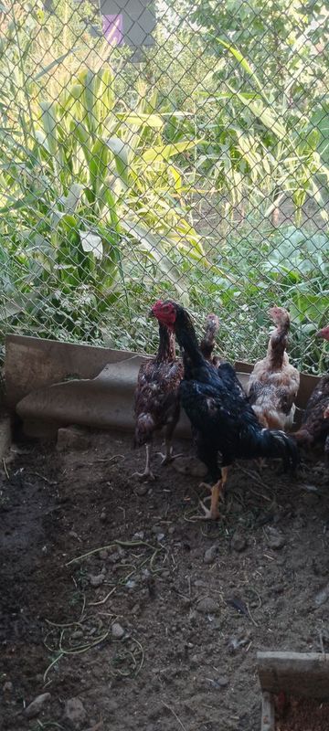 Turk tovuqlari tureskiy Turk tovuqlari tureskiy
