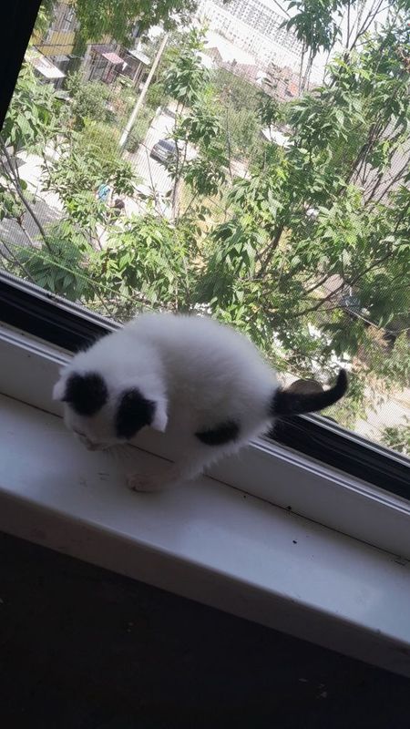 Котёнок мальчик 1,5 месяца Котёнок мальчик 1,5 месяца