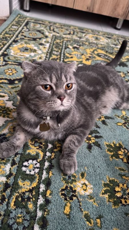 Вязкага мушук скоттиш фолд зот олиш учун