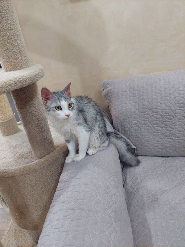 Котёнок мальчик. Ташкент Котёнок мальчик. Ташкент
