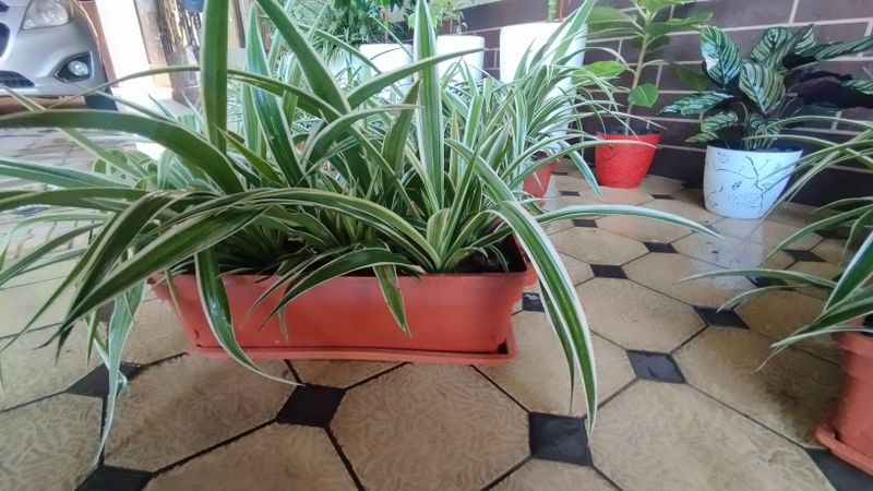 Xonaki gullar sotiladi Arzon naxtda