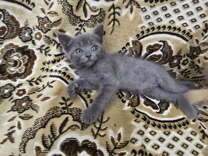 Продаются котята породы Scottish fold и Scottish Straight Продаются котята породы Scottish fold и Scottish Straight