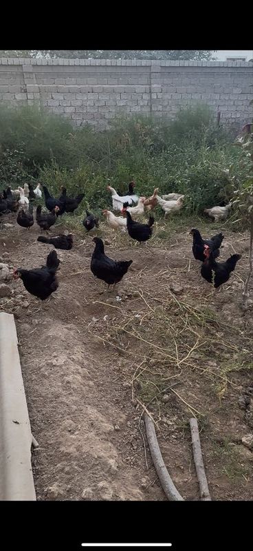 Qora va oq tovuqla sotiladi Qora va oq tovuqla sotiladi