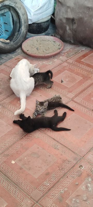 Котята домашние в хорошие руки Котята домашние в хорошие руки