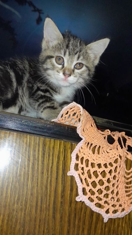 Котятки на добрые руки бесплатно Котятки на добрые руки бесплатно