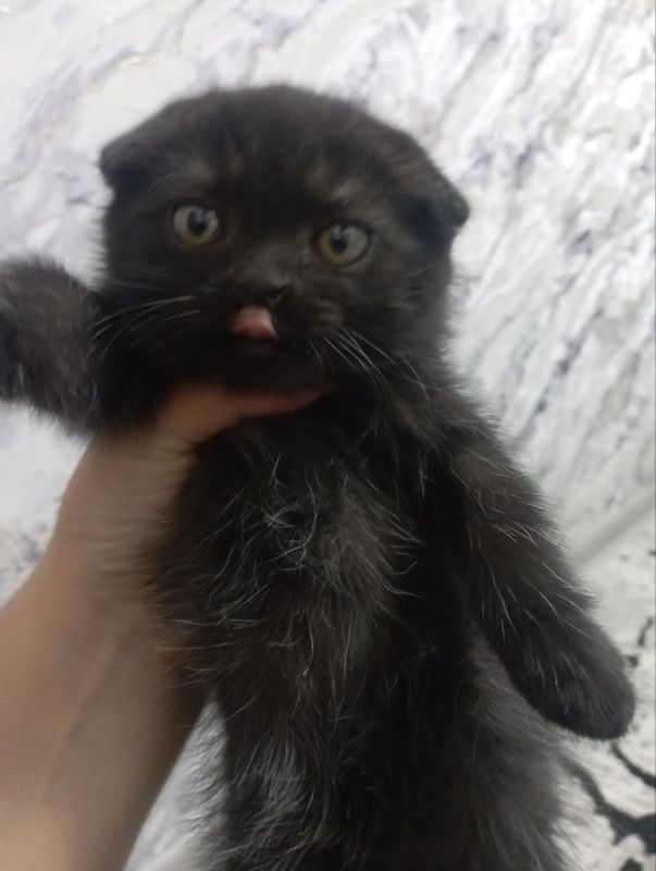 Коошка девочка ,шотландский вислоухий