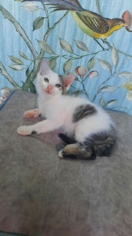 Отдам котят в добрые руки.