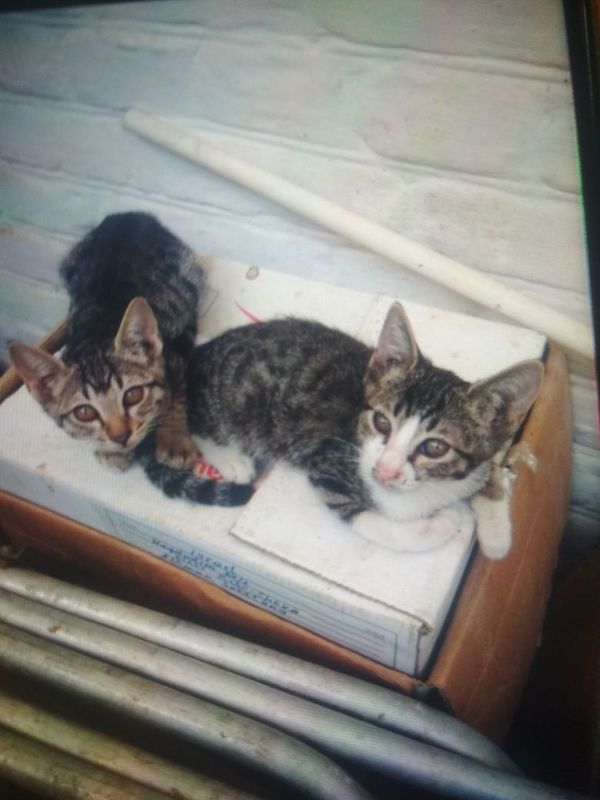 Домашние котята в добрые руки Домашние котята в добрые руки