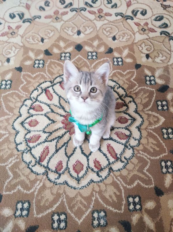 mushuk
