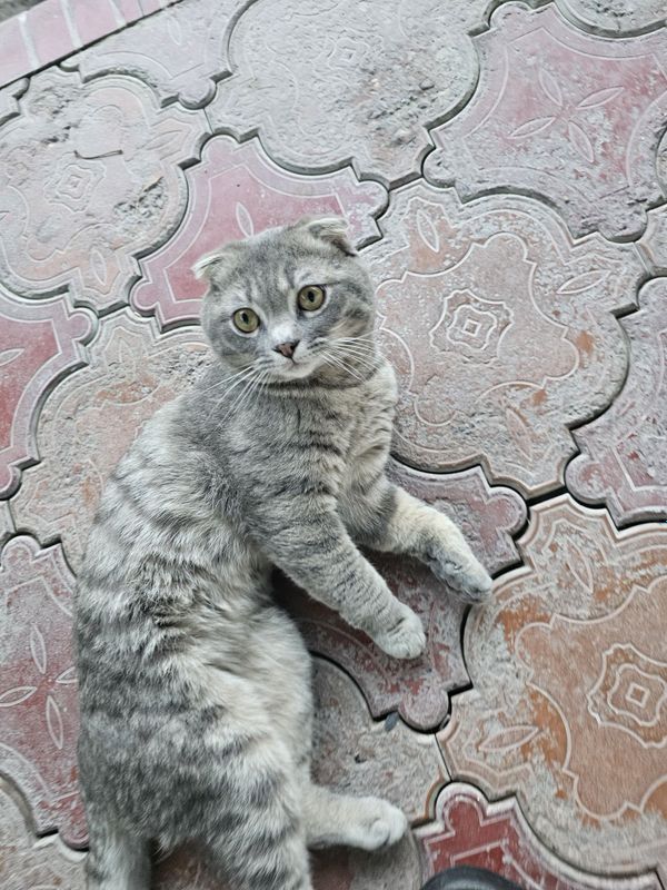 Tommy ZOTDOR mushuq Tommy ZOTDOR mushuq