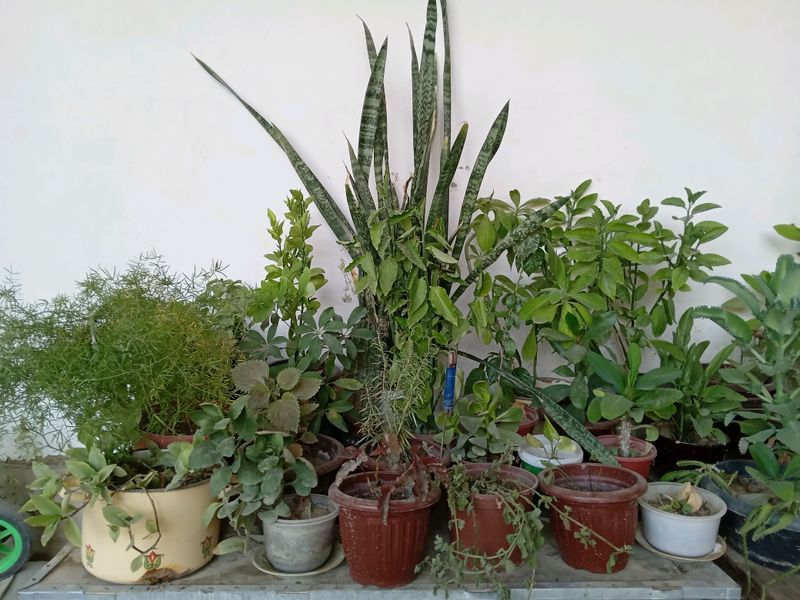 uyda yetishtirilgan gullar sotiladi dori yemagan