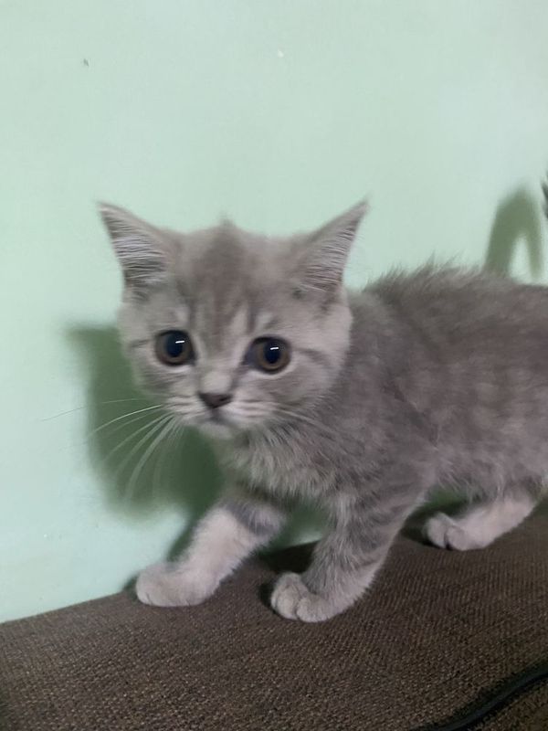 Scottish fold qiz Scottish fold qiz