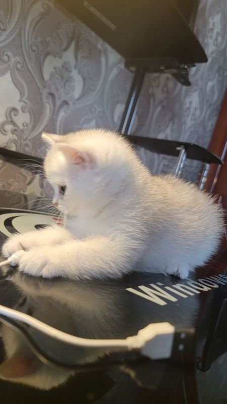 Серебро шиншила момиквойлар