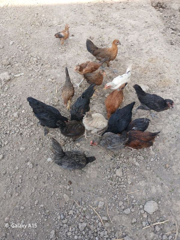 3 Oylik jujalar sotiladi kuzda tuxumga kiradi 3 Oylik jujalar sotiladi kuzda tuxumga kiradi