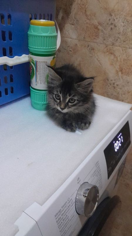 Маленький ласковый Котёнок Маленький ласковый Котёнок