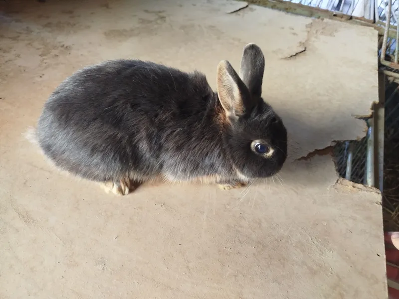 Quyonlar sotiladi Quyonlar sotiladi