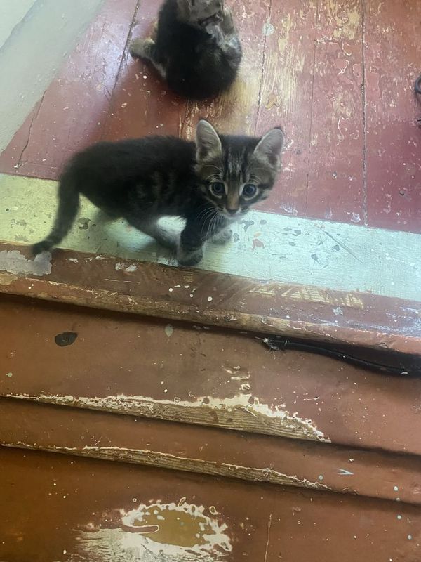 Отдаю котят в хорошие руки
