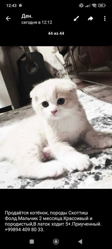 Продаётся котёнок Скоттиш фолд 2 месяца Продаётся котёнок Скоттиш фолд 2 месяца
