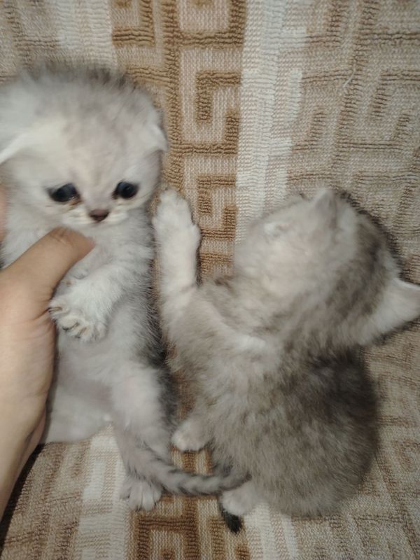 Продаются котята Продаются котята